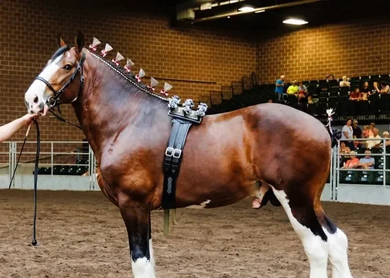 Comparing Draft Horses: Percheron vs. Clydesdale