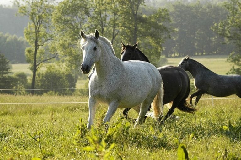 The Ups and Downs of Crossbreeding Horses: What You Need to Know?