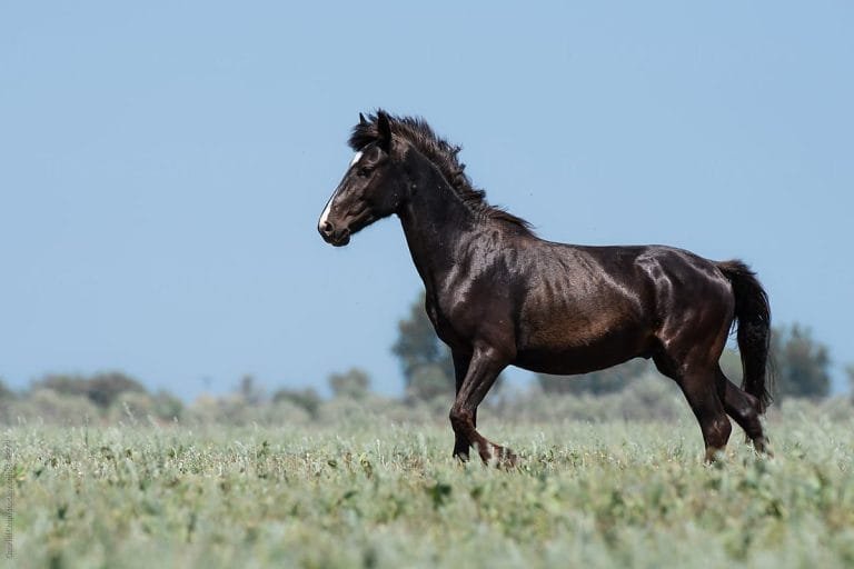 Danube Delta Horse: A Treasure of Nature,one of the most biodiverse regions in Europe, is not just famous for its stunning landscapes and rich wildlife