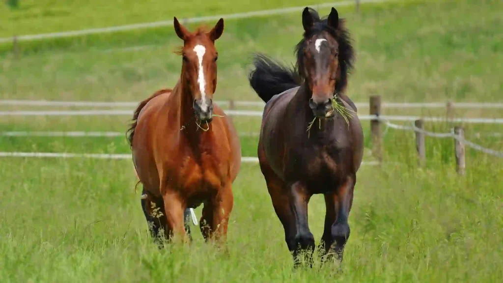 How the Environment Influences Horse Breed Development
