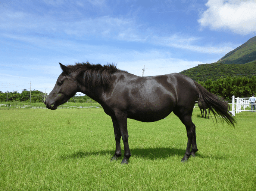 Tokara horse is a rare and captivating breed native to Japan’s Tokara Islands.