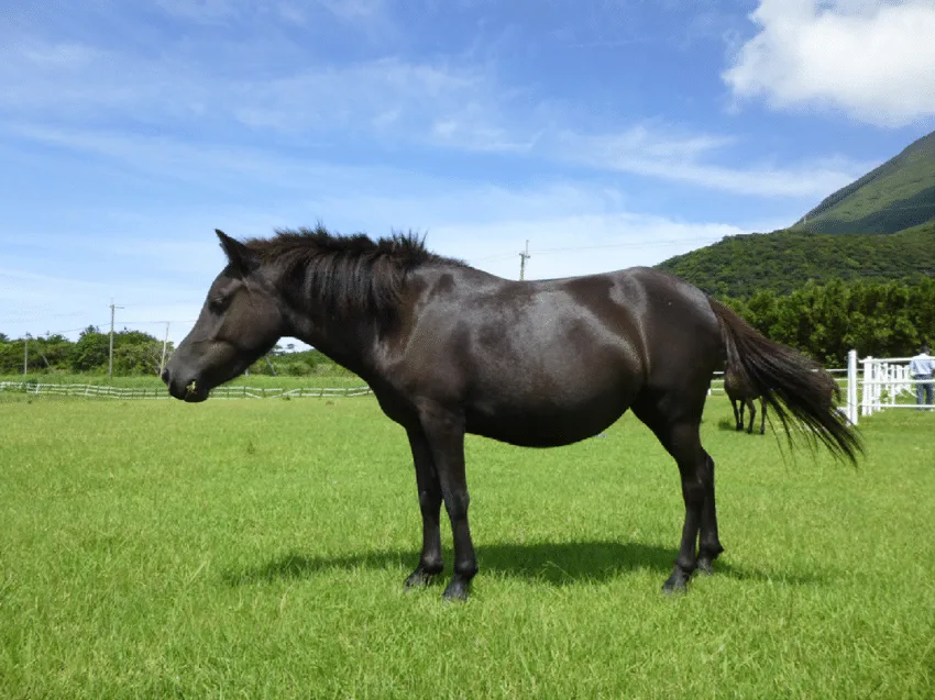 Tokara horse is a rare and captivating breed native to Japan’s Tokara Islands.