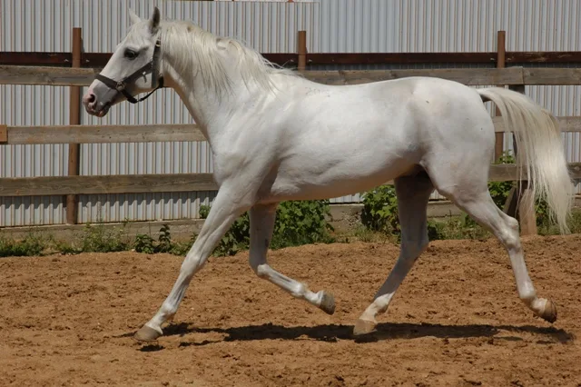 Tersk horse is a remarkable breed known for its beauty, versatility, and strong character Originating in Russia,