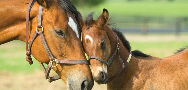 "From Foal to Senior: Essential Nutrition for Every Stage of a Horse's Life"