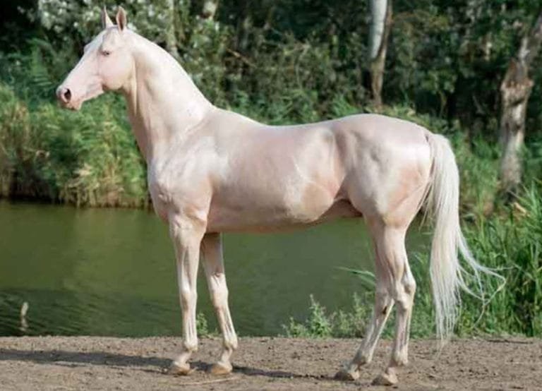 Camarillo White Horse: A Unique Symbol of California