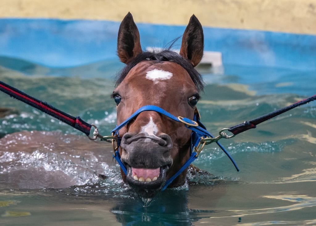 Why Hydrotherapy is a Game Changer for Horse Health