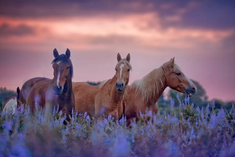 The History of Wild Horses and Conservation Efforts
