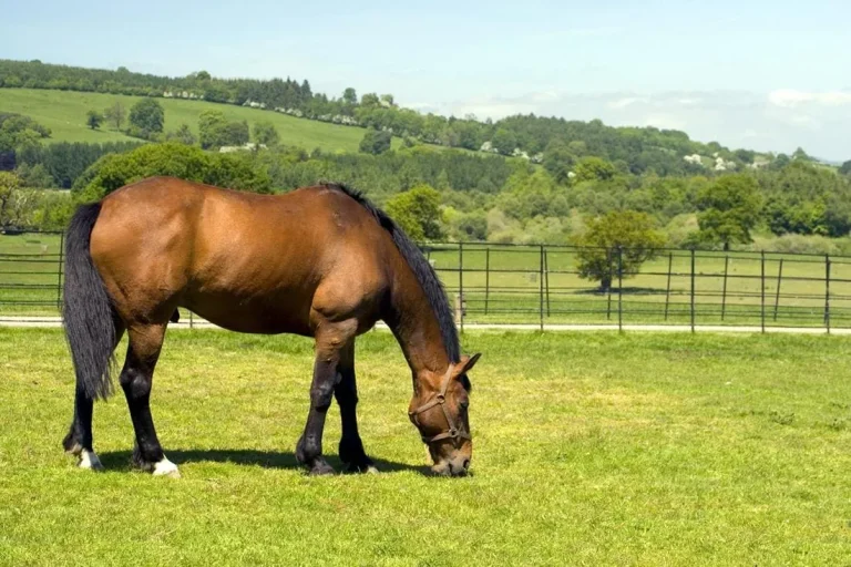 Understanding Equine Metabolic Syndrome: A Guide for Horse Owners