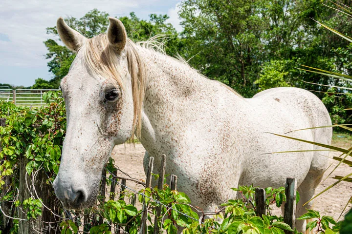 Florida Cracker Horse ; fascinating and historically significant breed that captures the spirit of Florida's early settlers.