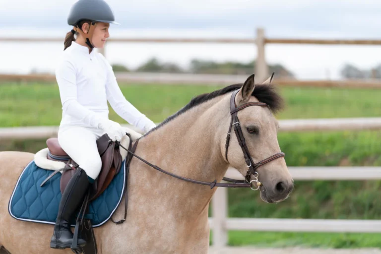 How to Care for Your Horse Riding Gear; well worth for horse riding