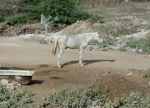 Foutanké horse;captivating breed native to West Africa, particularly found in the regions of Guinea and Mali.