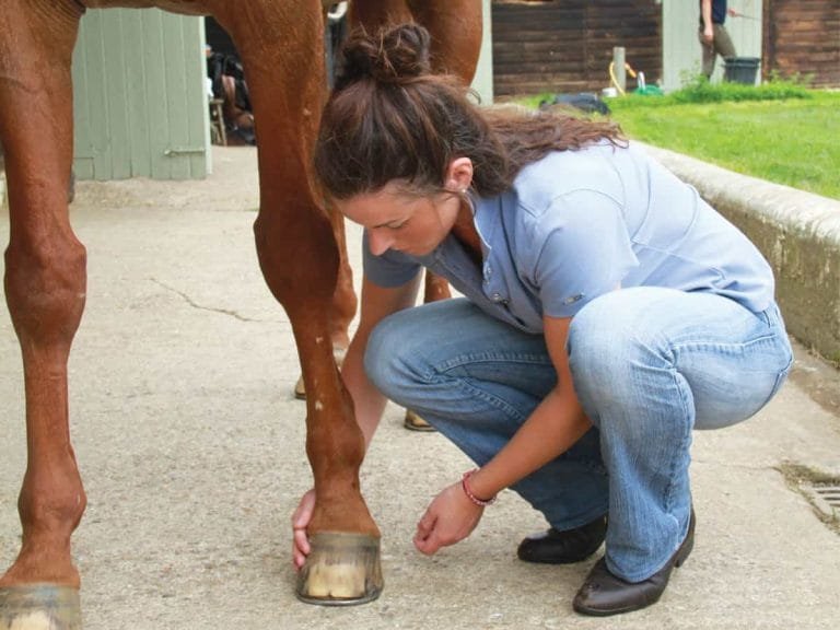 Understanding Sidebones in Horses: Causes, Symptoms, and Treatment