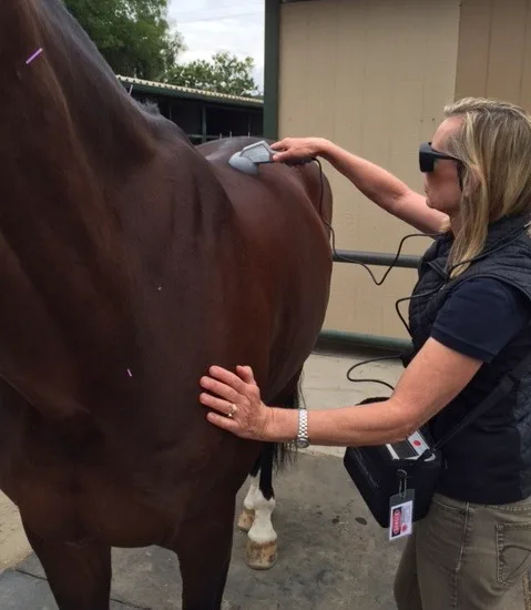 Choosing the Best Laser Therapy for Your Horse