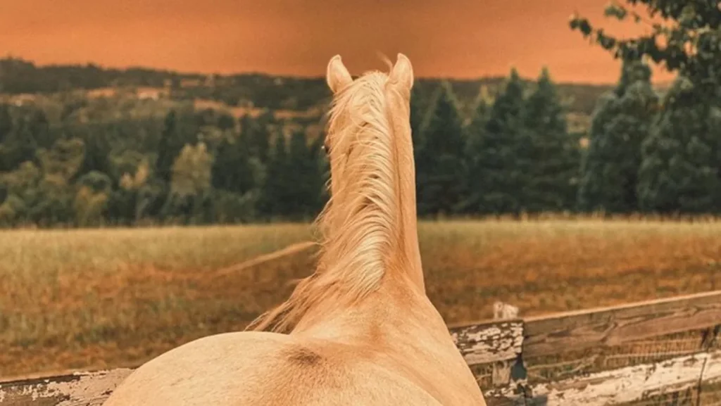 Improving Indoor Air Quality for Horses: A Vital Aspect of Equine Health