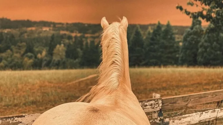 Improving Indoor Air Quality for Horses: A Vital Aspect of Equine Health