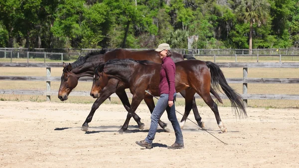 What Are the Secrets Behind Natural Horsemanship Principles?
