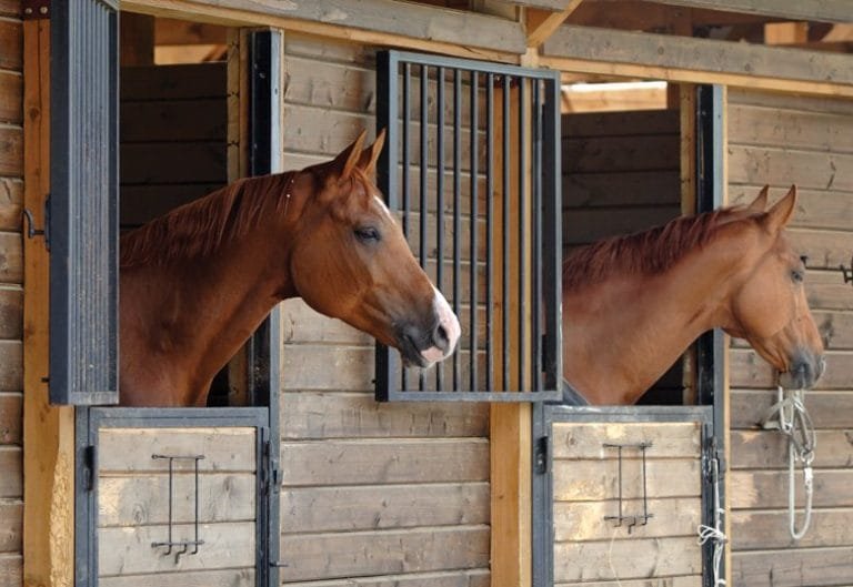 Guide to Barn Hygiene: Why Cleanliness is Key for Your Horse’s Health and Well-Being