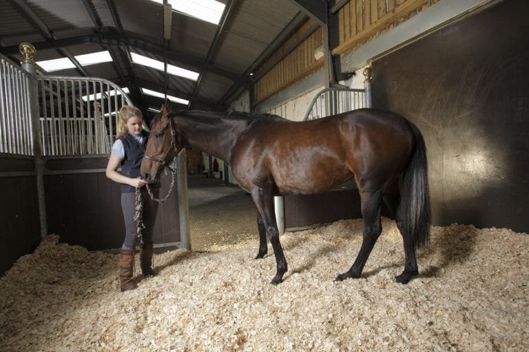 How Can You Create a Healthier Environment for Horses in Indoor Stables?