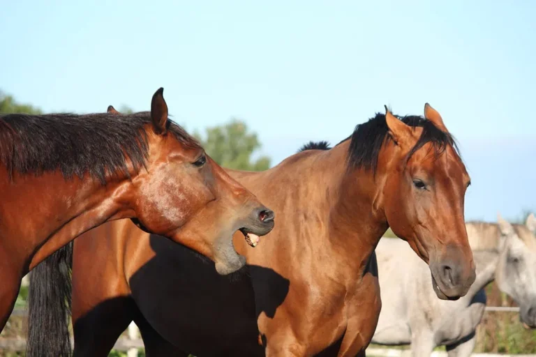 Pain and abnormal behavior in horses is crucial for any horse owner or caregiver