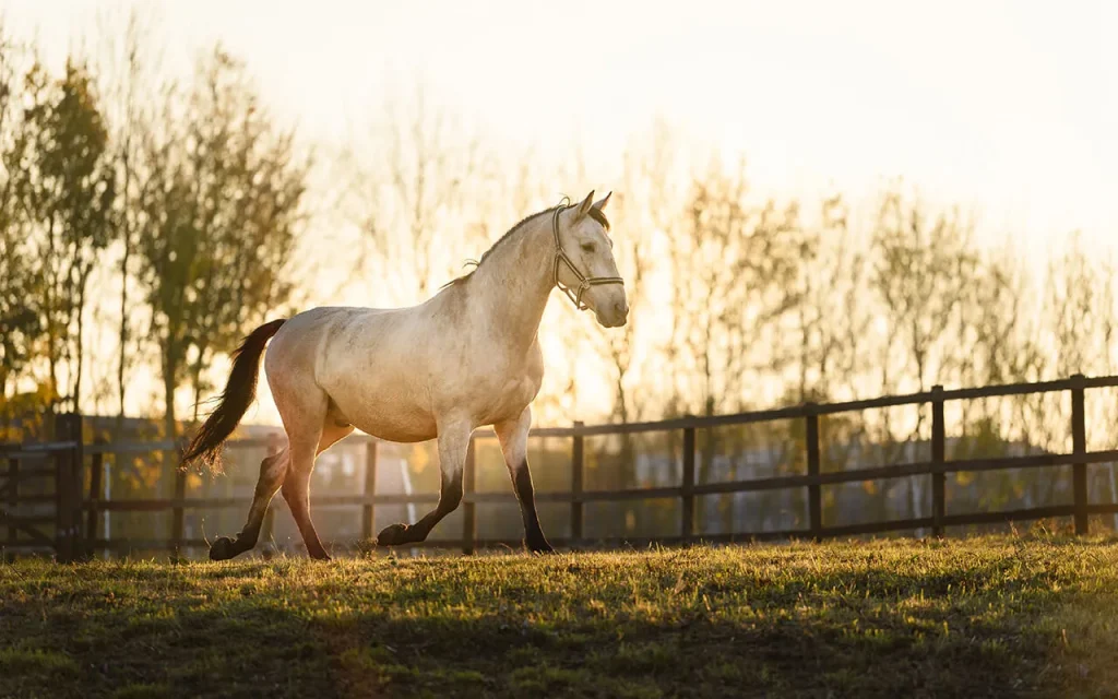 What Every Horse Owner Should Know About Weather and Horse Health