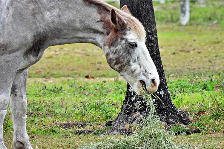 10 FAQ About Horses and Alfalfa