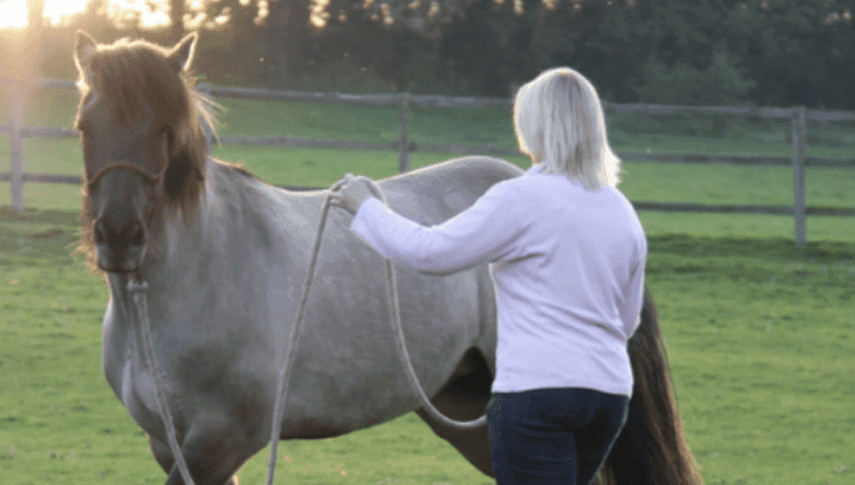 Understanding Horse Psychology: A Beginner’s Guide