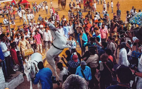 Magic of the Pushkar Fair: A Journey into Rajasthan's Heart"