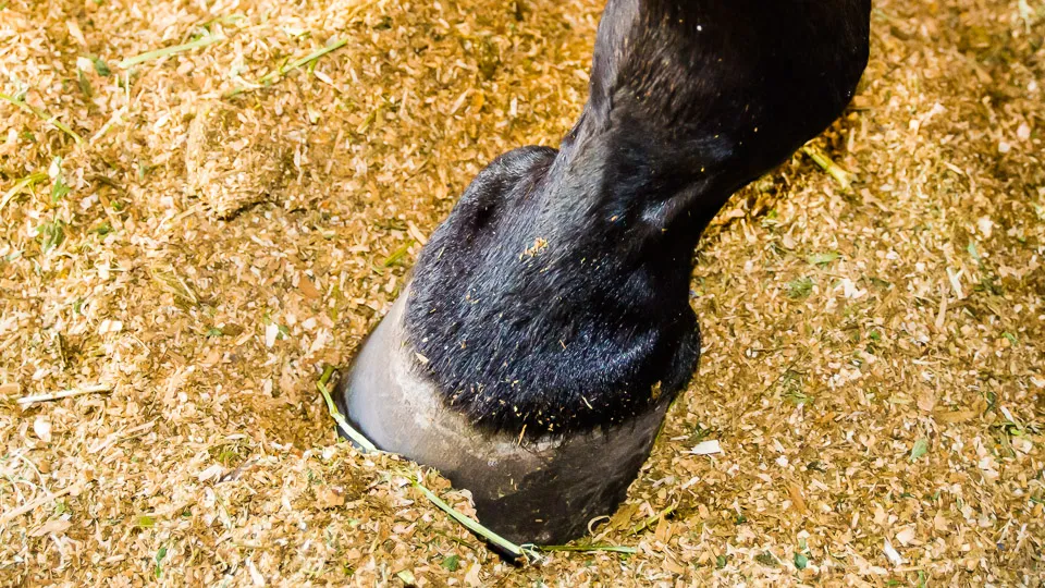 Understanding Sidebones in Horses: Causes, Symptoms, and Treatment