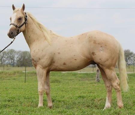 Tawleed horse is a fascinating breed known for its elegance and strength.