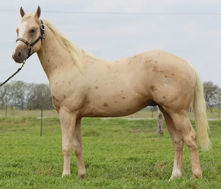 Tawleed horse is a fascinating breed known for its elegance and strength.