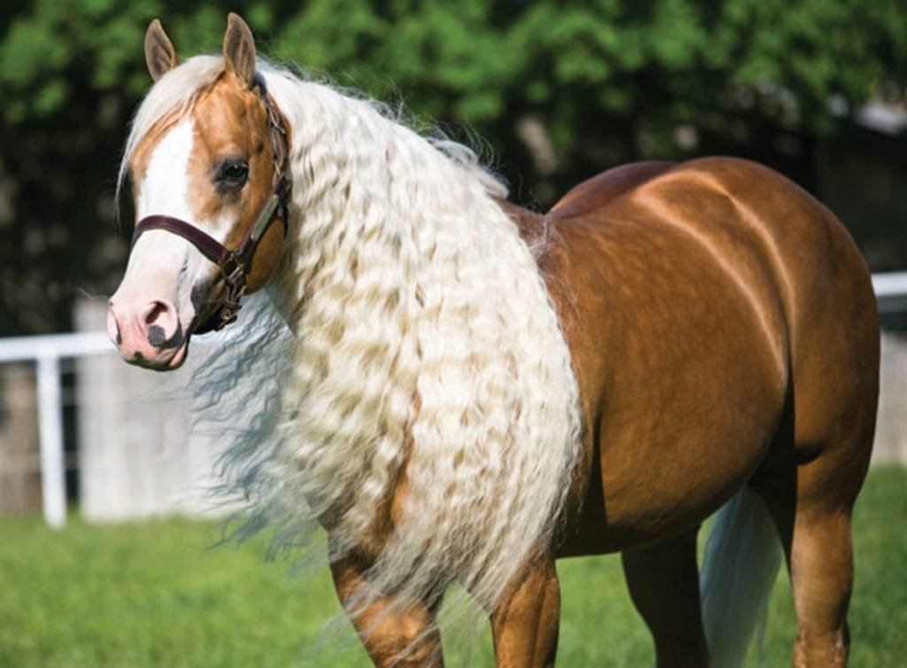 Simple Tips for Keeping Your Horse's Mane Healthy and Beautiful