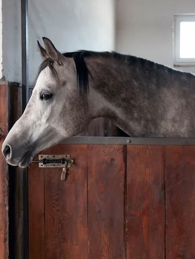 3 Complementary Therapies for Horses