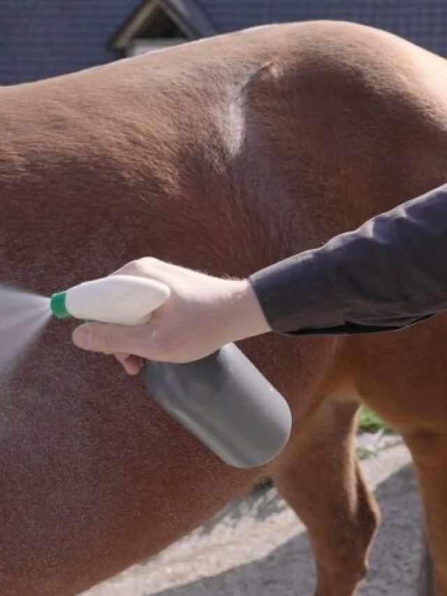 The Importance of Fly Spray for Horses