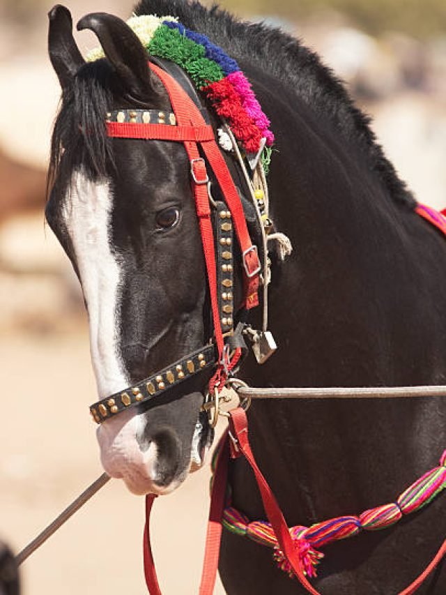 Marwari Horses: A Tale of History, Strength, and Grace