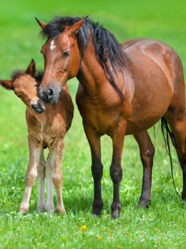 Essential Nutrition for Every Stage of a Horse’s Life