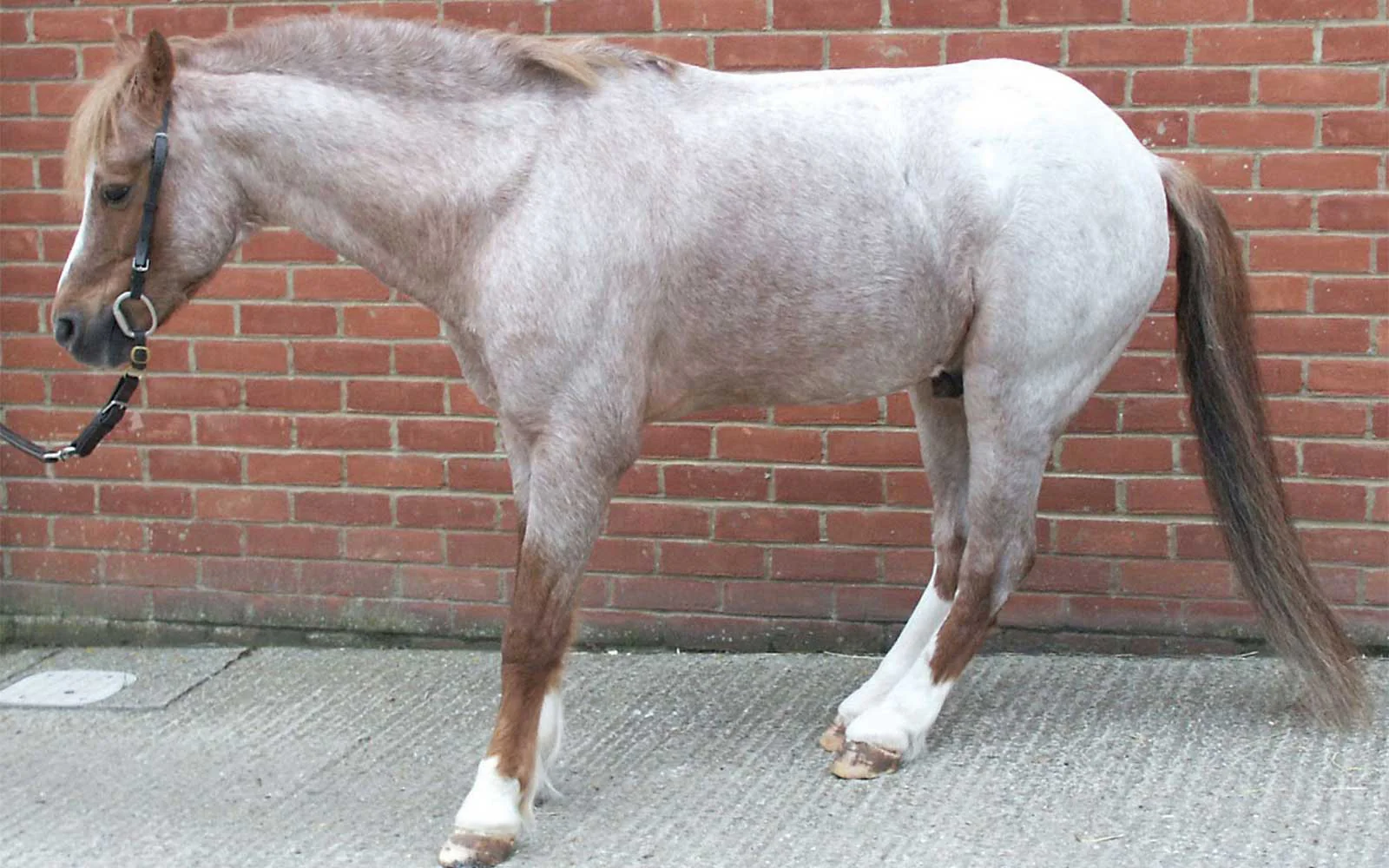 Managing Equine Laminitis:Causes, Symptoms, and Prevention