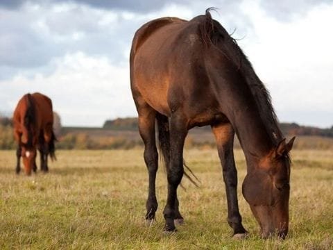 The Science Behind Equine Nutrition