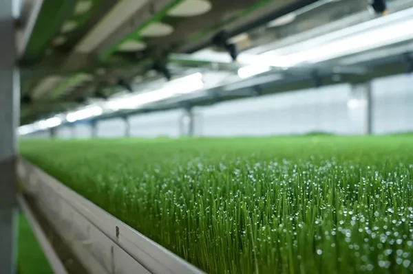 Hydroponic Fodder for Horses: Benefits, Setup, and Feeding Guide