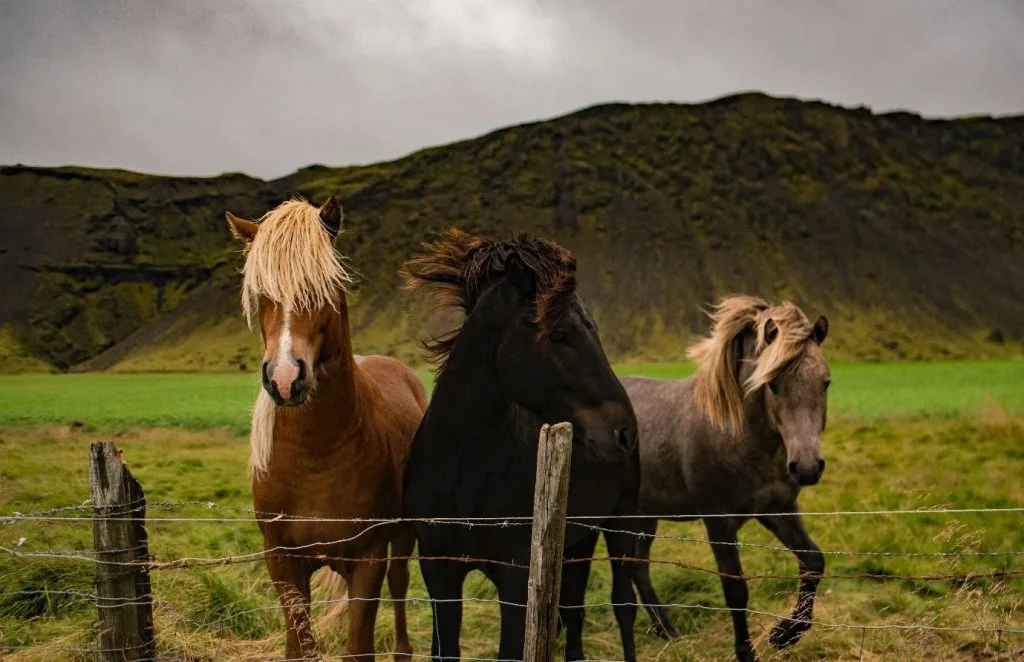 A Closer Look at Horse Anatomy: Essential Body Features
