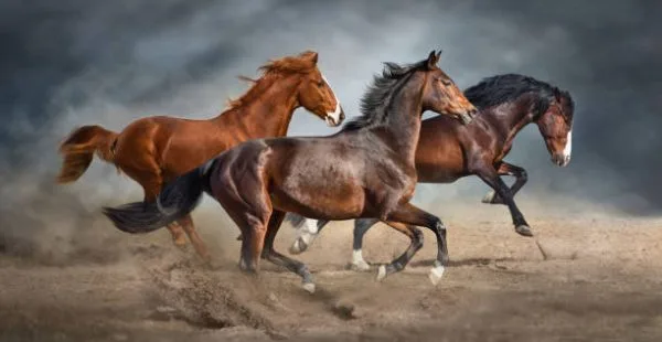 The Differences Between Warmbloods, Thoroughbreds, and Draft Horses