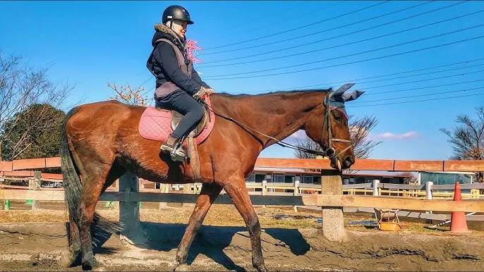 Tips for Overcoming Horse Riding Anxiety