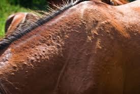 How Can You Create a Healthier Environment for Horses in Indoor Stables?