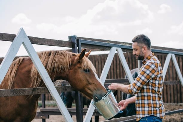 3 Easy Tips to Safely Change Your Horse's Feed