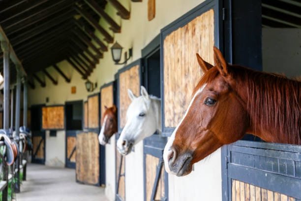 Tips for a Healthy Barn Environment for Horses