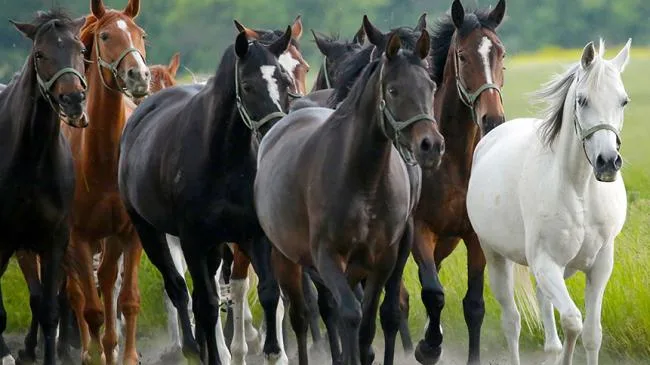 The Evolution of Horse Breeding: Past to Present