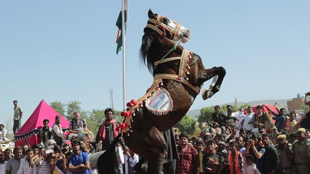 India – The Marwari horse & Pushkar Fair – Rajasthan