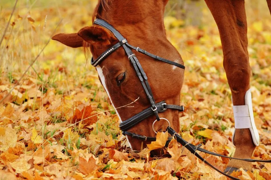 What Horse Owners Need to Know About Toxic Fall Foliage