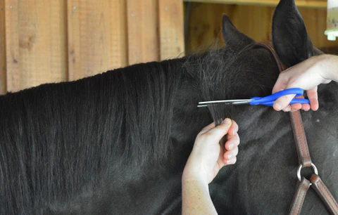 Essential Guide to Trimming Your Horse's Long Mane for a Neat Look