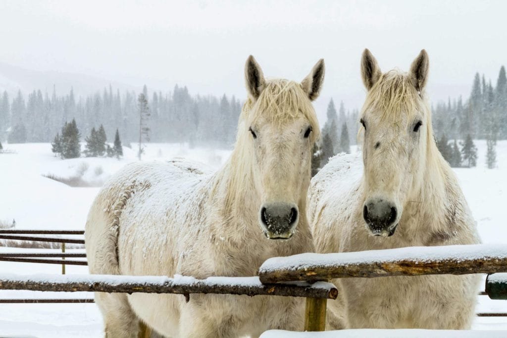 Winter Feeding Strategies: How to Meet Your Horse's Nutritional Needs