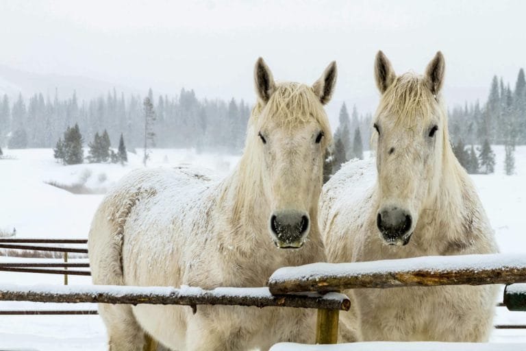Winter Feeding Strategies: How to Meet Your Horse's Nutritional Needs